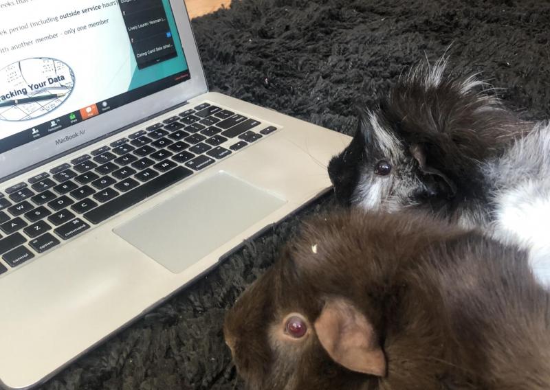 two guinie pigs sitting in front of a computer