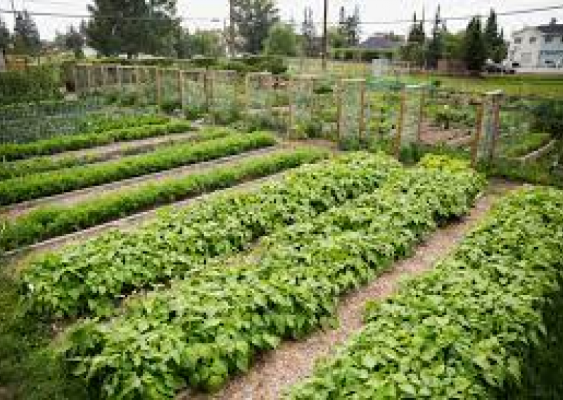 community garden